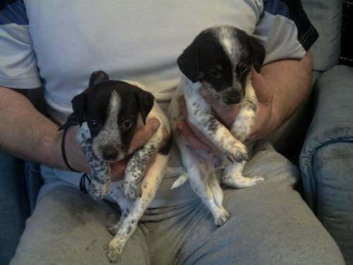 jack russel terrier mischlinge
