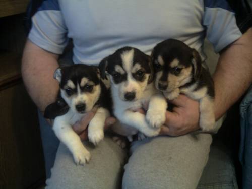 beagle mischlinge