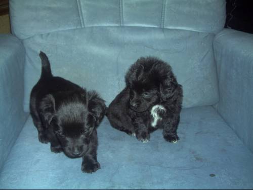 spaniel mischlinge