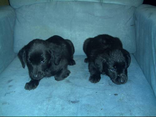 labrador spaniel mischlinge