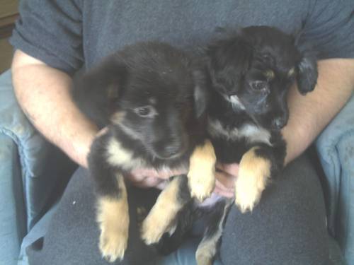chihuahua terrier mischlinge
