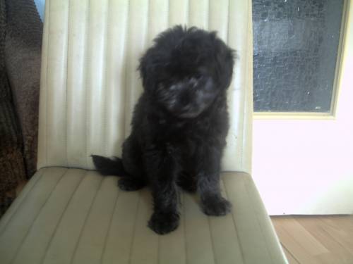 schnauzer pudel mix rde
