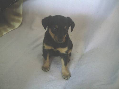 zwergpinscher