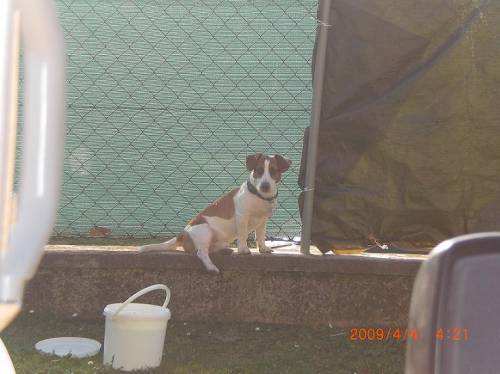 jack russel terrier deckr�de