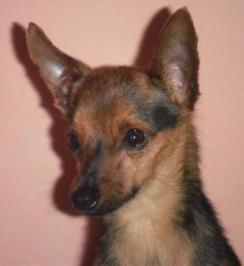 pitu serf zwergpinscher standort wien