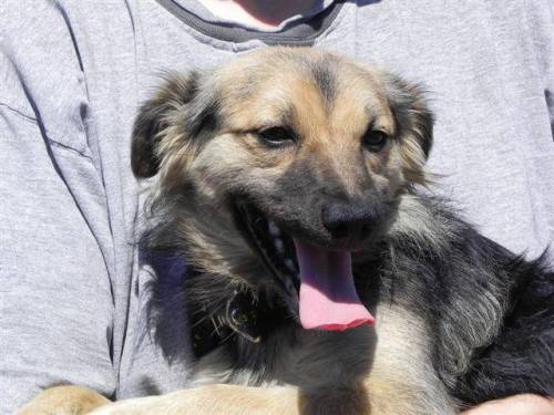 romeo spitz sheltie mix suchr pflege oder fixplatz