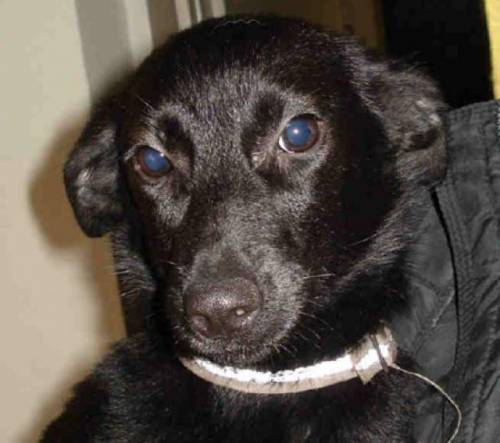 luna spitz pinscher mix pflegestelle niedersterreich