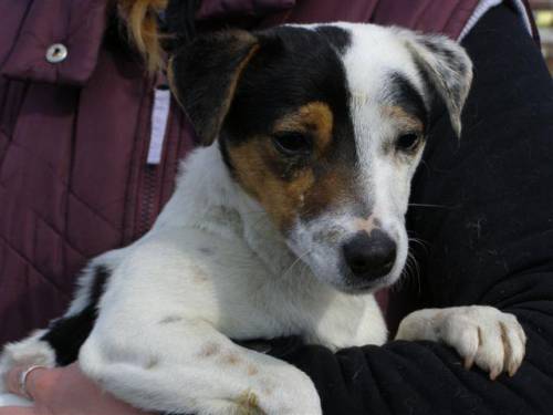 odi jack russel terrier sucht pflege oder fixplatz