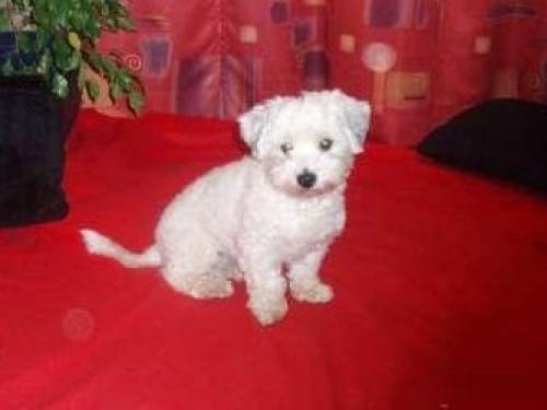 suche h�bsche havaneserdame