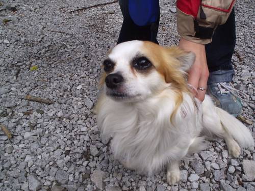 chihuahua deckr�de
