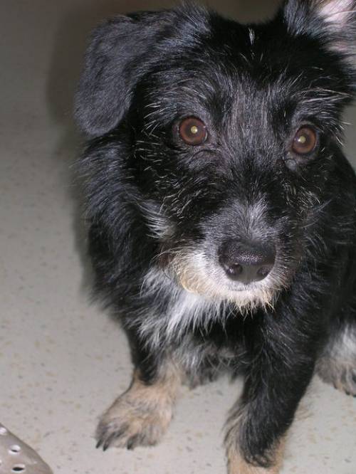 vally pflegestelle sterreich schnauzer mix hndin