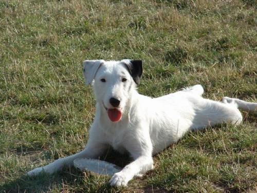 snoopy jack russell terrier mischling