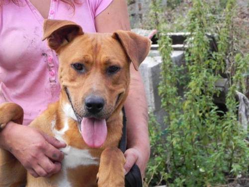 scooby freundlicher staff mix sucht pflege oder fixplatz