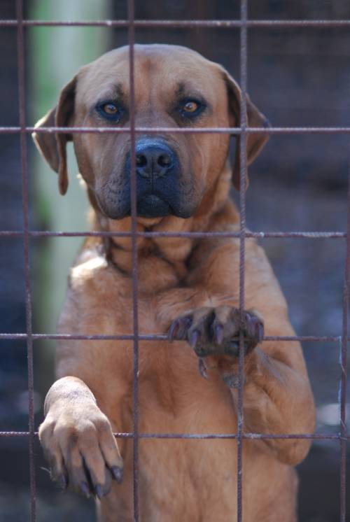 shana pflegestelle wien tosa inu hndin
