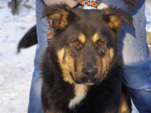 teddy schfer rottweiler berner sennenhundmix