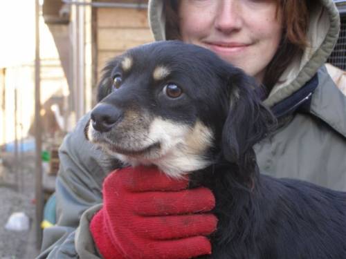 marry dackel cavalier king charles mixhündin