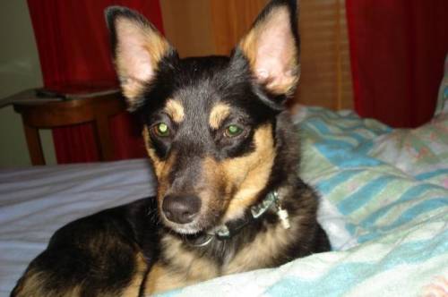 feline pinscher spitz mix pflegestelle wien