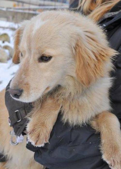 cosmo entzckender retriever spitz mix