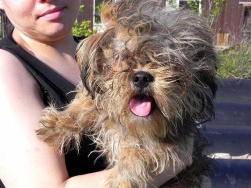 maltese yorkie chihuahua mix maltese yorkie mix hair 8 facts to before looking for teacup morkie puppies maltese yorkie chihuahua mix maltese yorkie mix hair 8 facts to before looking for teacup morkie puppies