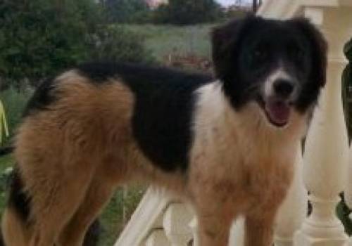 bobby mnsterlnder mix sucht pflege oder fixplatz