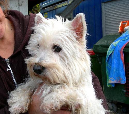 tina pflegestelle nhe hollabrunn westhighland terrier