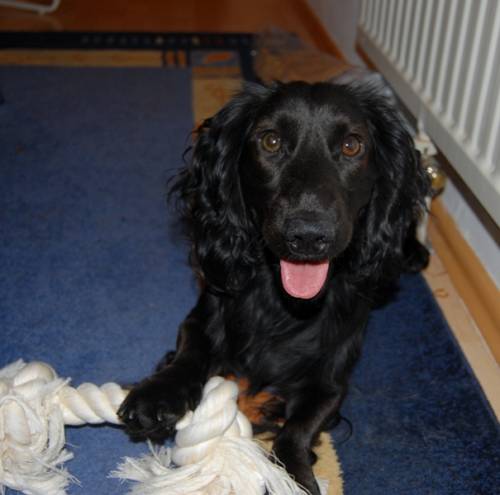 aiko pflegestelle n nhe baden spaniel dackel mixrde
