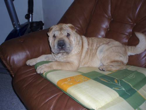sharpei
