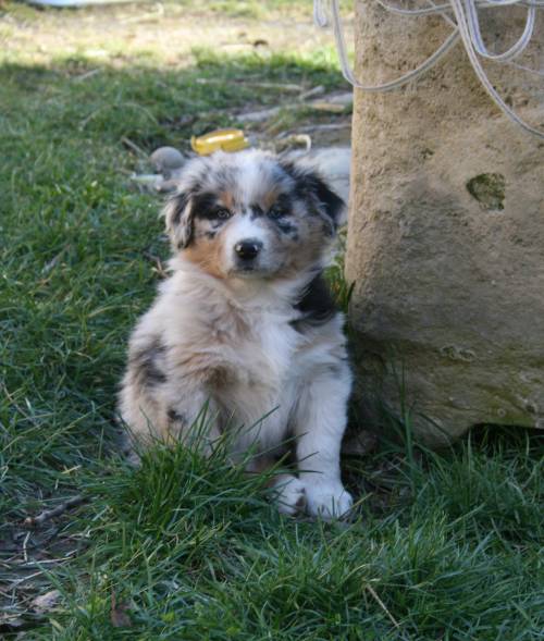 s��er australian shepherd welpe r�de