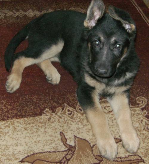 deutsche sch�ferhund welpe