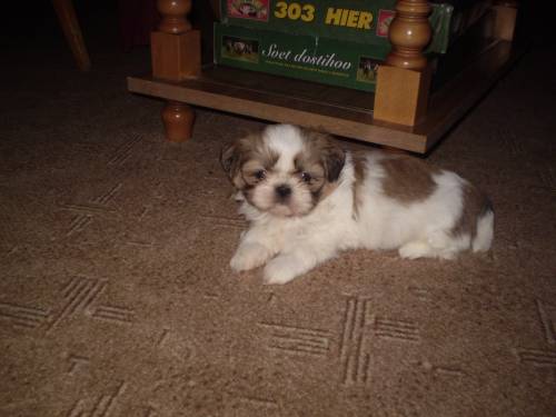 shih tzu