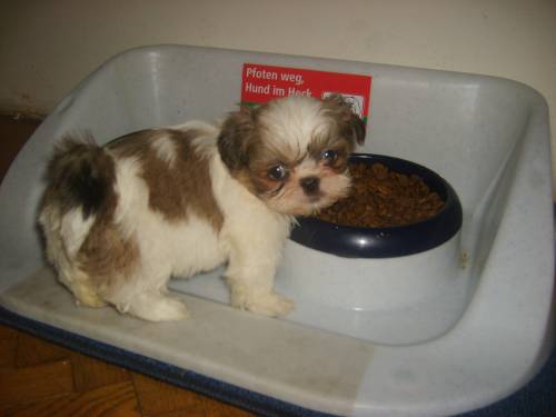 shih tzu