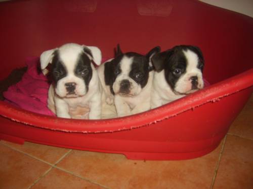 francosische bulldogge