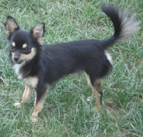 reinrassiger langhaar chihuahua deckrde