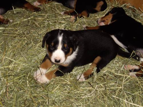 appenzeller sennenhundewelpen