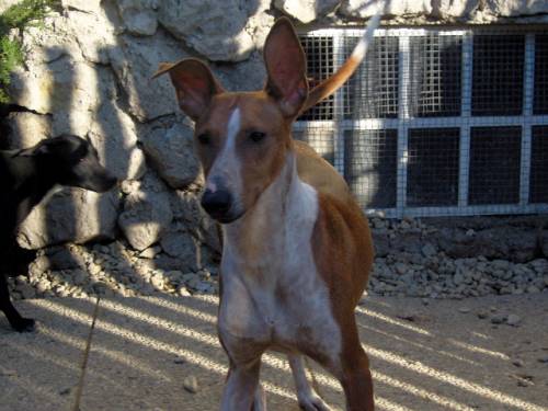 podenco canario h�ndin