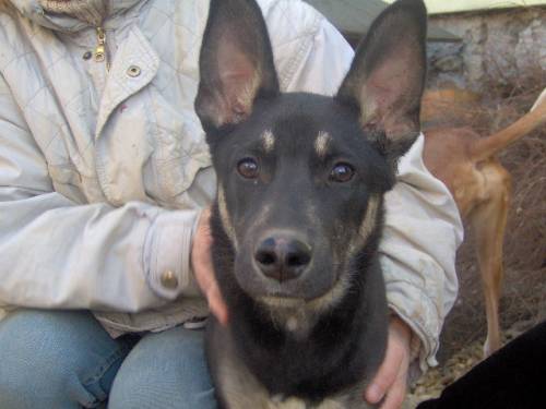 cicco
