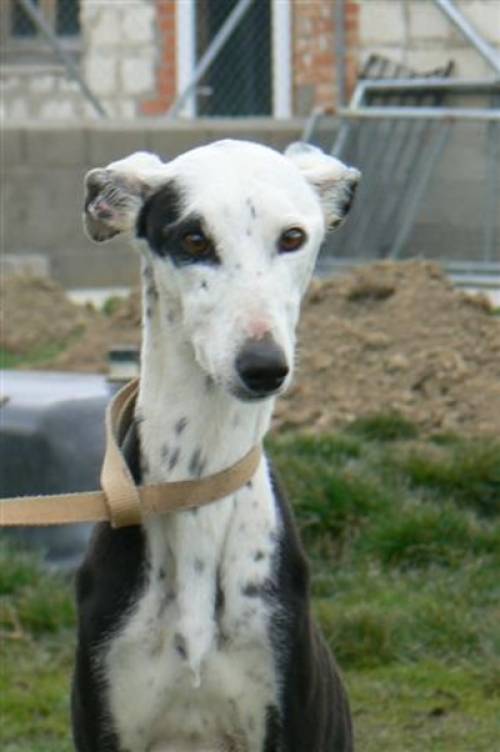junger galgo rüde yuco sucht zuhause 