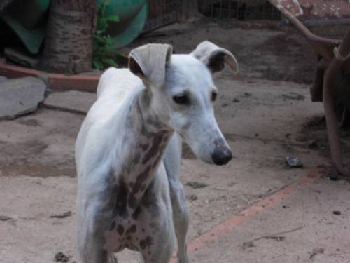 weie galga cloud wartet in spanien 
