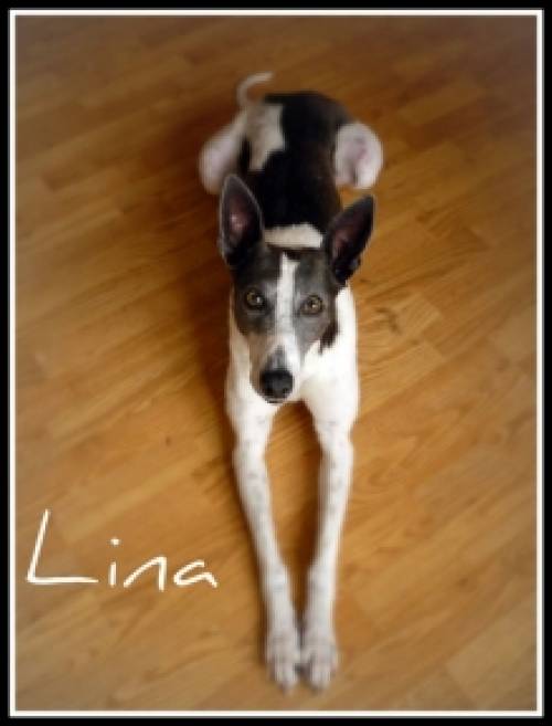 se windhund mix hndin lina sucht zuhause