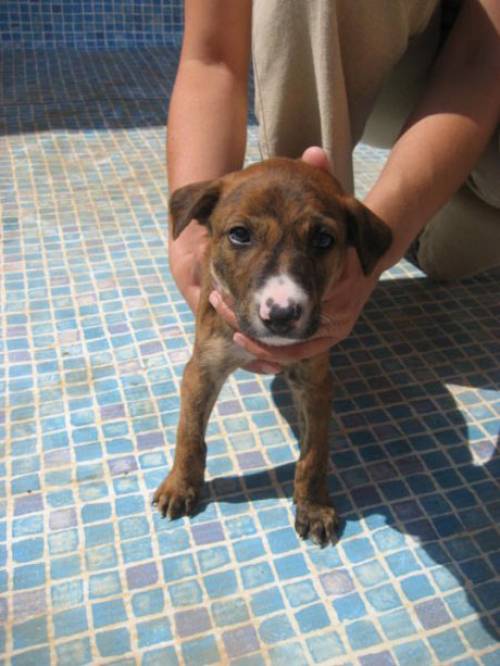 galgo welpe abel sucht zuhause
