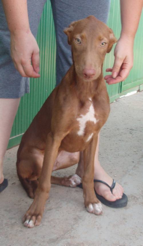 podenco welpe timon sucht zuhause
