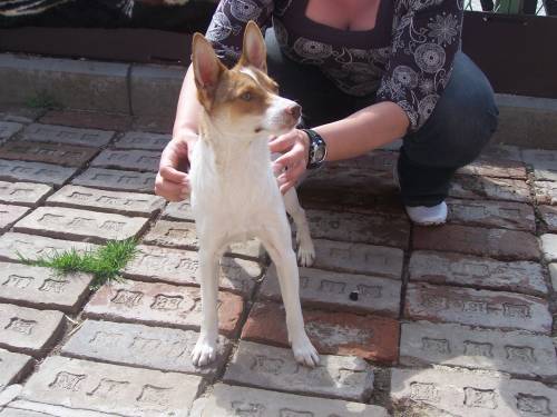 mini podenco mix