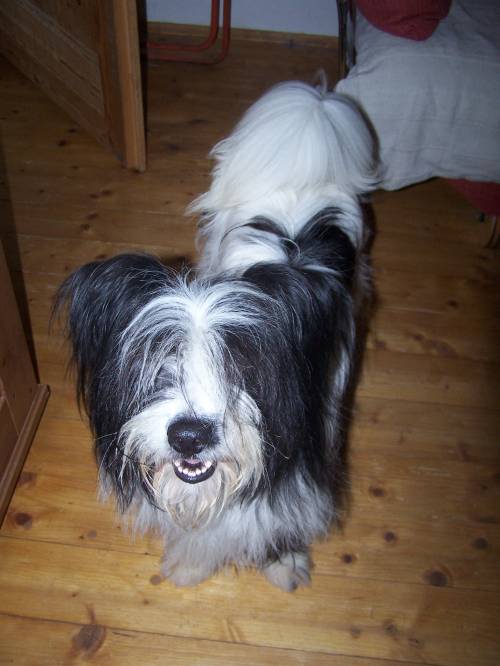 molly