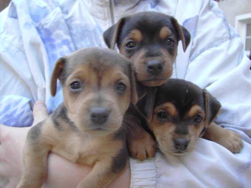 zwergpinscher welpen
