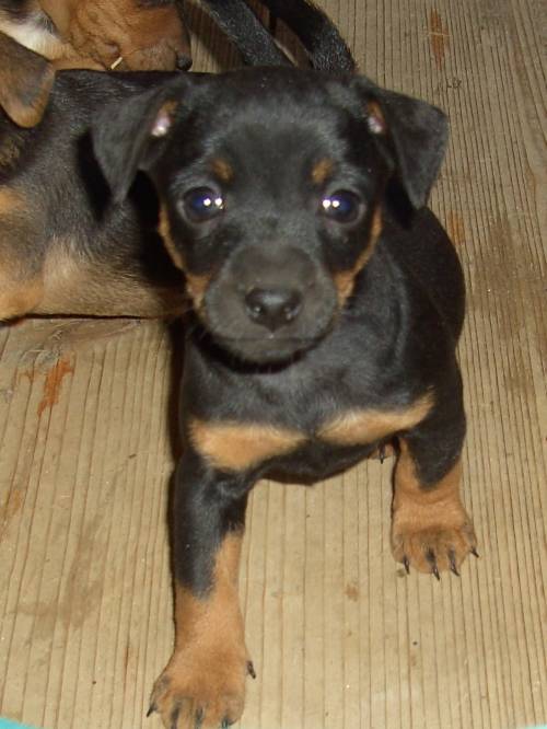 zwergrehpinscher