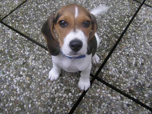 beaglewelpe zu verkaufen