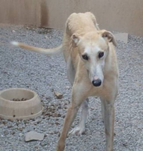 Galgos Windhunde Aus Spanien Suchen Pflege U Fixplatze