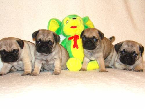 mops