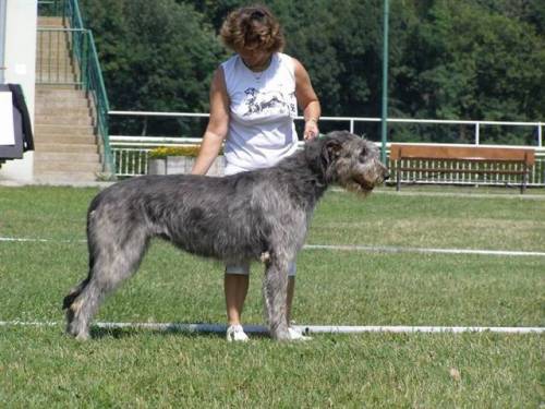 irish wolfhound