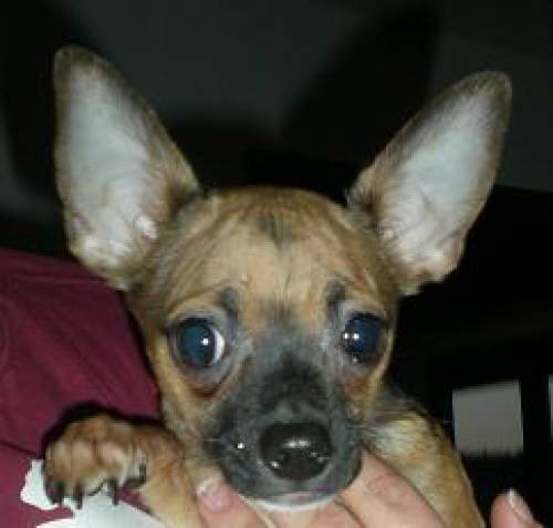 tiberius und miraculix kh lh chihuahuas mit �kv papiere